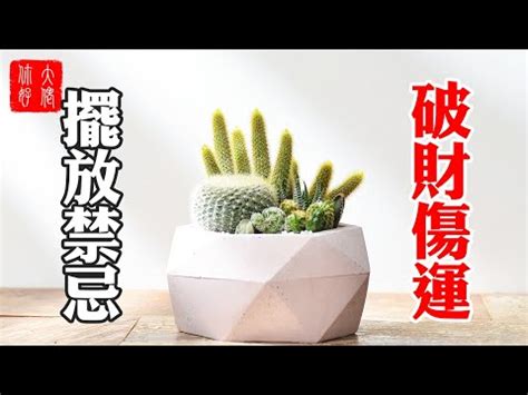 門口可放仙人掌嗎|室內可以放仙人掌嗎？小心這些風水禁忌，避免厄運上。